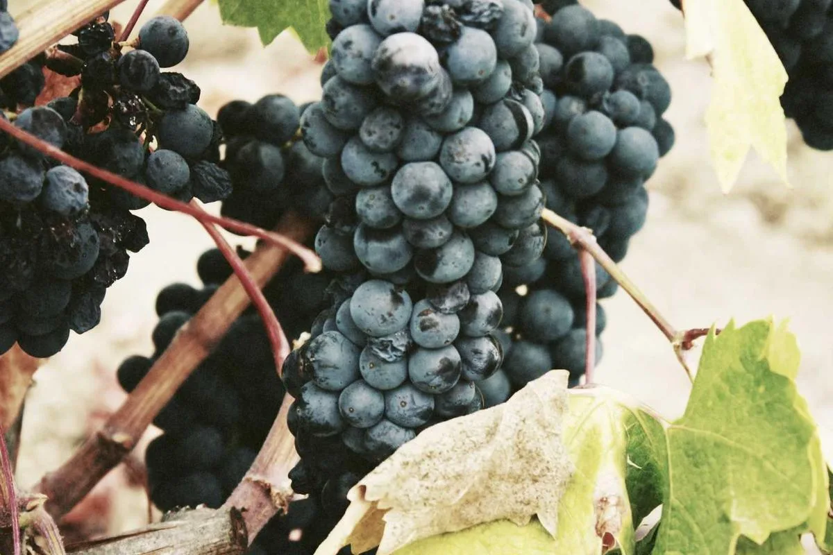 วิลล่า Pool Villa ให้เช่า รายเดือน พัทยา